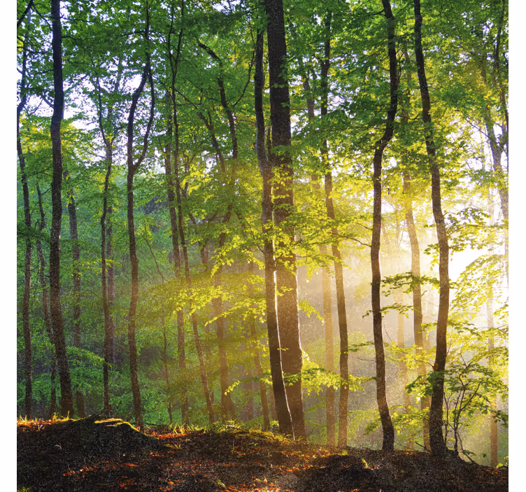 Rolgordijn bomen natuurlijk licht in het bos - TenStickers