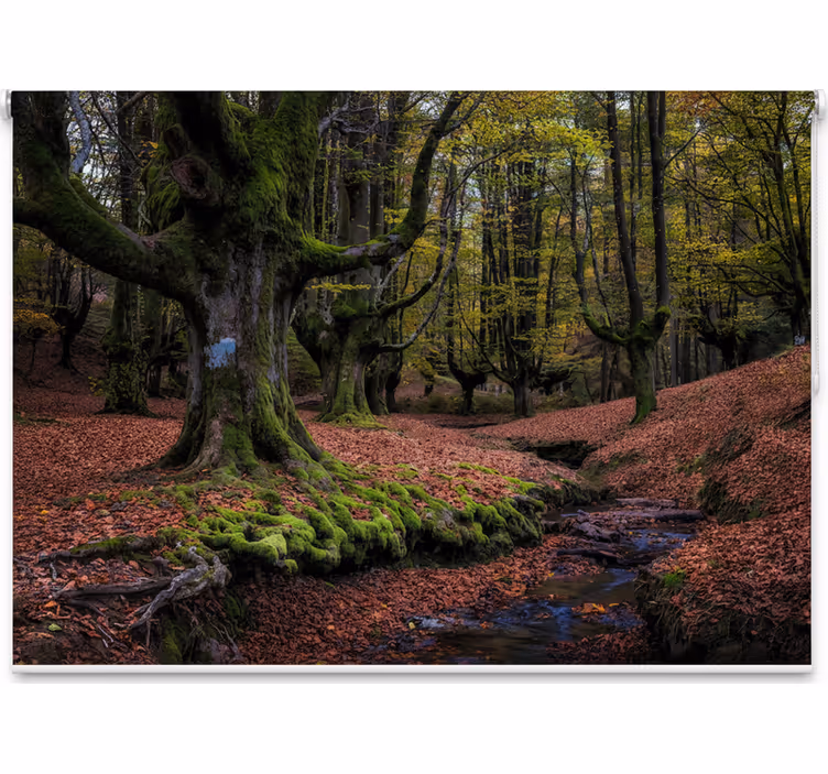 Rolgordijn bomen betoverd herfstbos - TenStickers