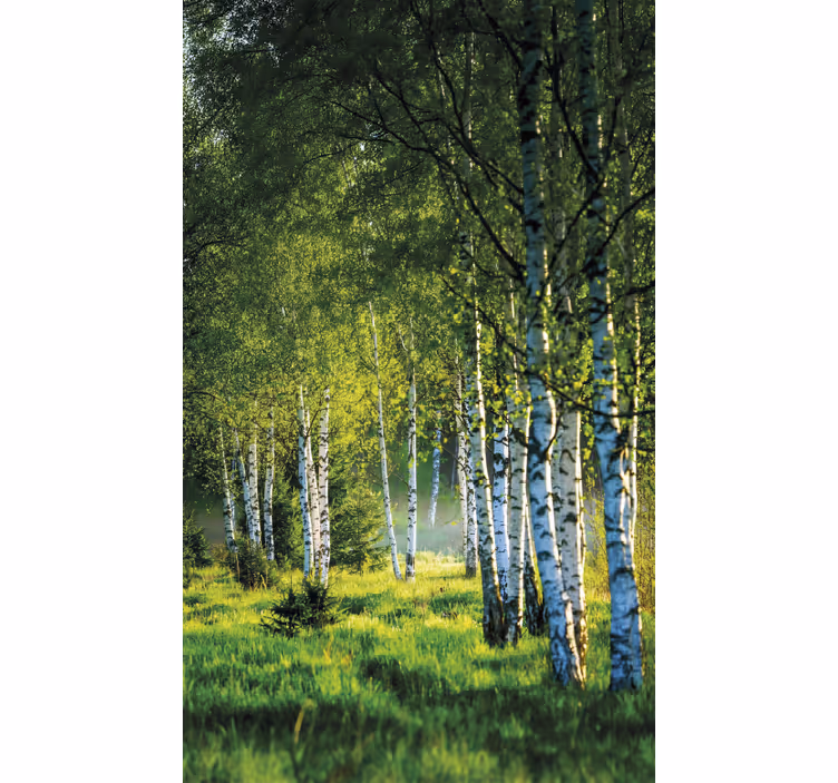 Rolgordijn bomen berkenbos modern - TenStickers