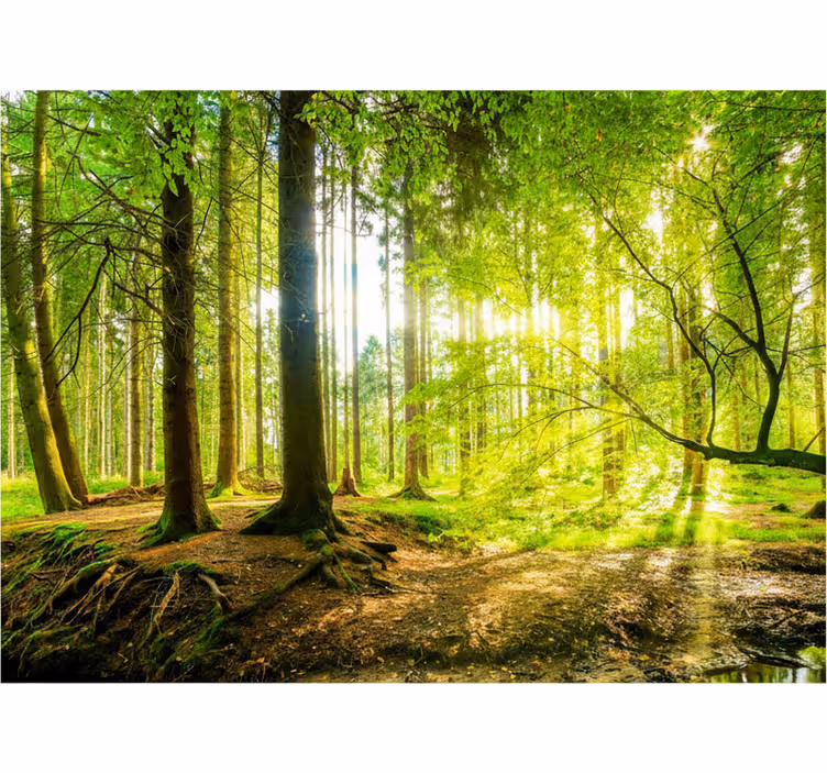 Rolgordijn bomen weelderige bergvallei - TenStickers