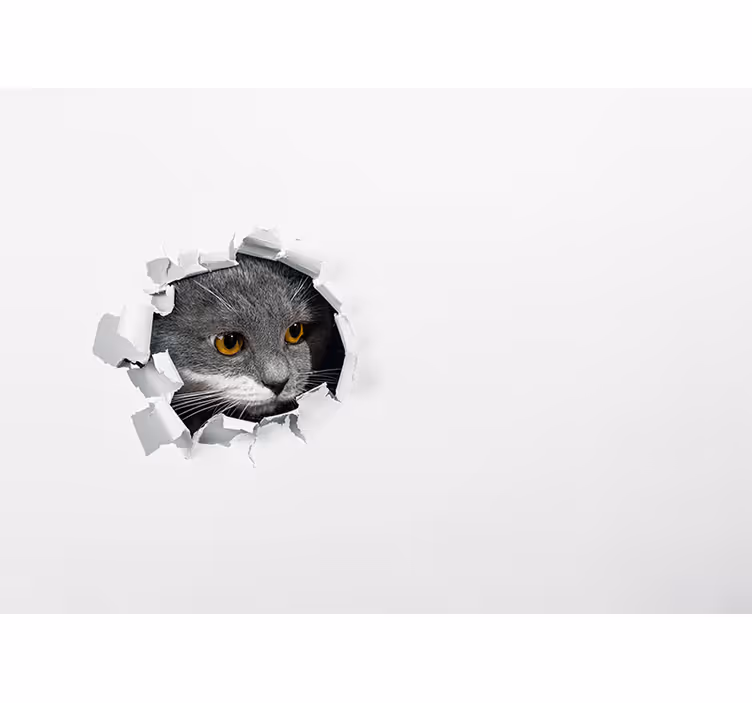 Wit rolgordijn schattige kat - TenStickers