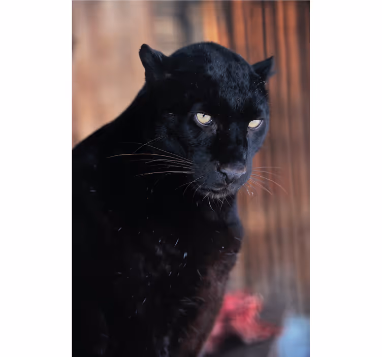 Rolgordijn woonkamer leopard stalking - TenStickers