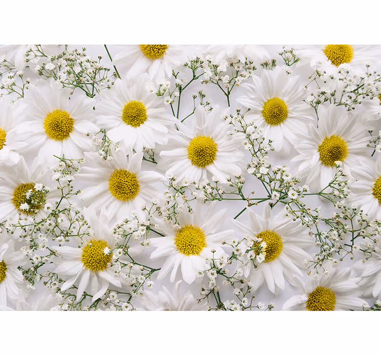 Rolgordijn woonkamer daisy bloem - TenStickers