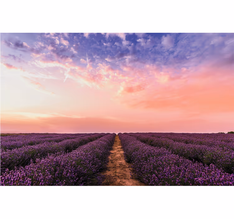 Rolgordijn woonkamer lavendel bloemen in frankrijk - TenStickers