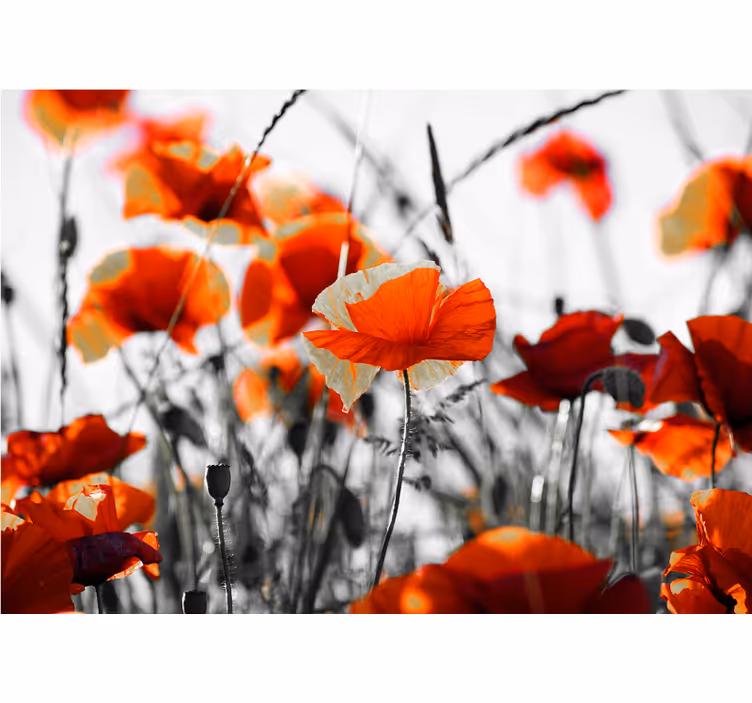 Rolgordijn woonkamer klaprozen bloemen rood zwart - TenStickers