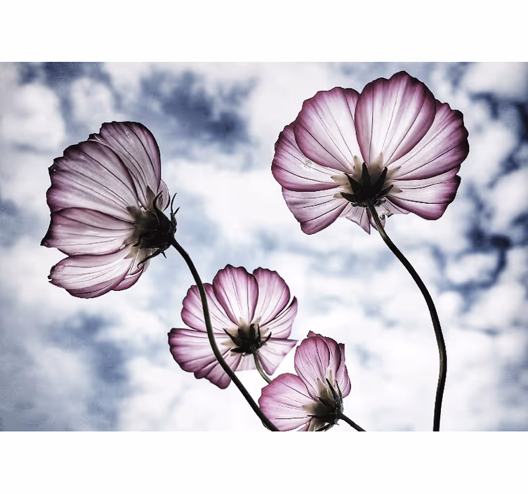 Rolgordijn woonkamer elegant paarse kosmos bloemdesign - TenStickers