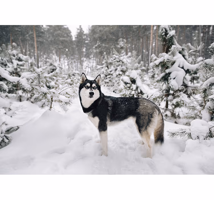 Wit rolgordijn winterbos en huskyhond - TenStickers
