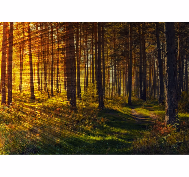 Raambekleding slaapkamer lichtstralen uit het bos - TenStickers