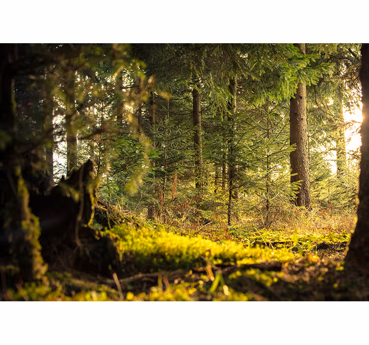 Raambekleding slaapkamer groen bos met bomen en zonlicht - TenStickers