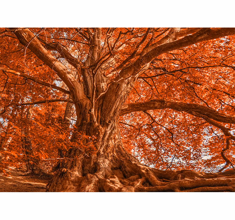 Raambekleding slaapkamer grote mooie herfstboom - TenStickers