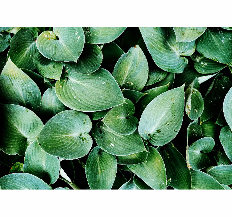 Raambekleding slaapkamer groene blad 'foliage' - TenStickers