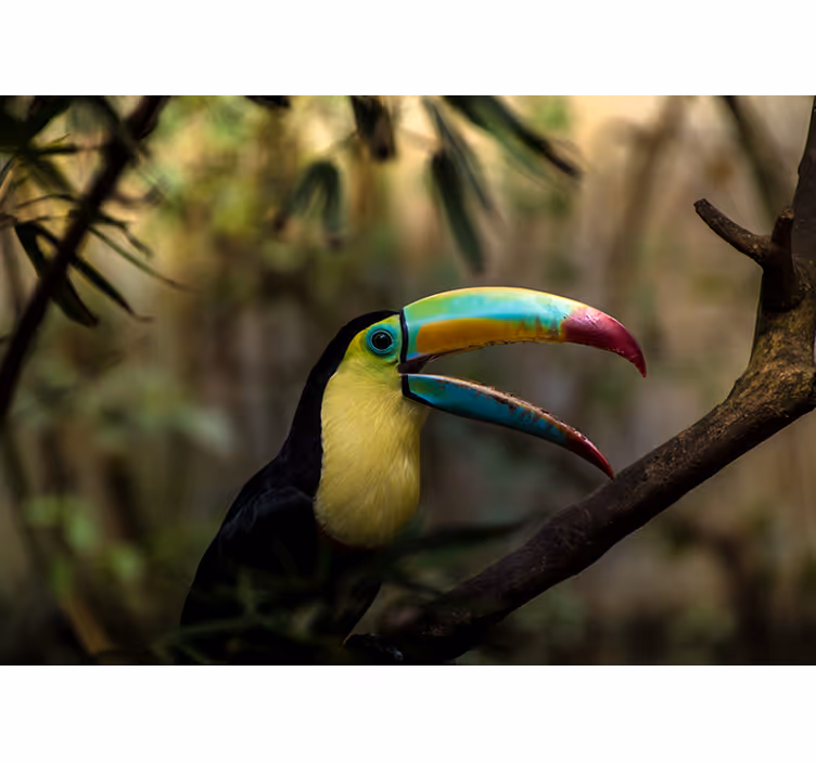 Raambekleding slaapkamer tucan in jungle - TenStickers