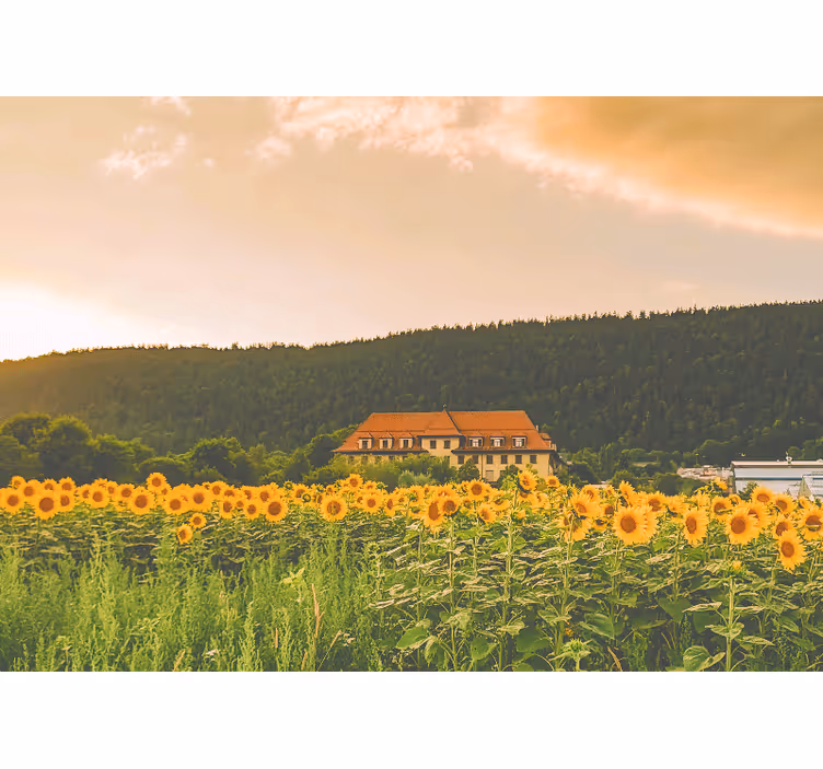 Raambekleding slaapkamer prachtig veld vol gele bloemen - TenStickers