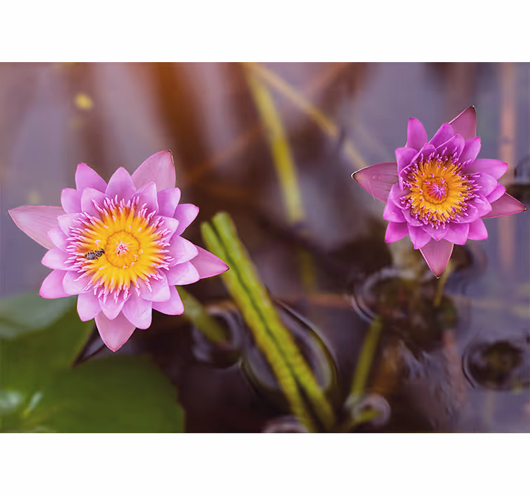 Raambekleding slaapkamer roze/paarse lotus - TenStickers