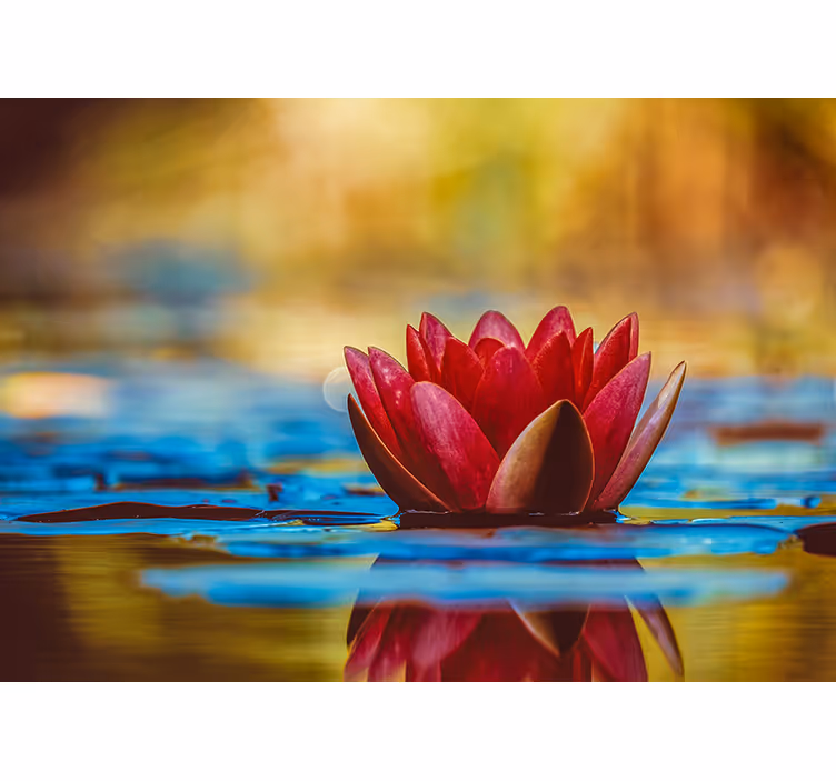 Raambekleding slaapkamer zen weerspiegelde lotus bloem - TenStickers
