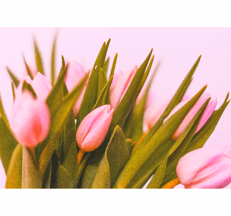 Raambekleding slaapkamer tulpen op een roze achtergrond - TenStickers