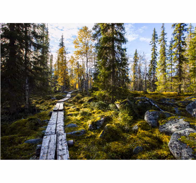 Raambekleding slaapkamer koli nationaal park finland - TenStickers