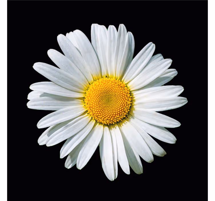 Raambekleding slaapkamer zwart-witte madelief bloem - TenStickers