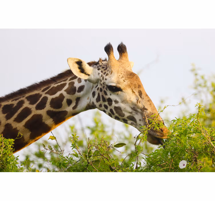 Raambekleding slaapkamer dieren hoge giraffe - TenStickers