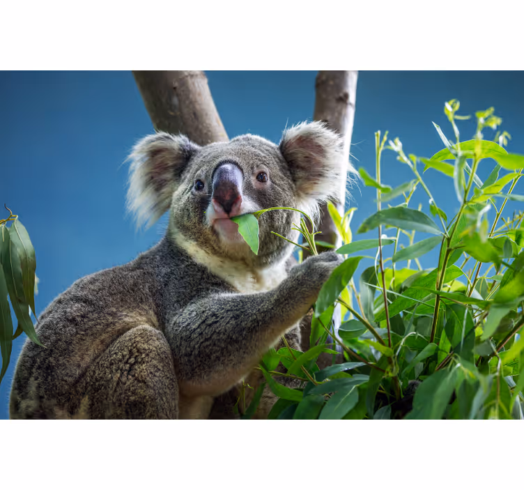 Raambekleding slaapkamer schattige koala beren - TenStickers