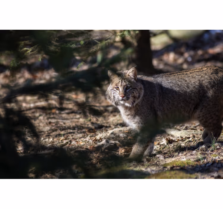 Raambekleding slaapkamer wilde kat - TenStickers