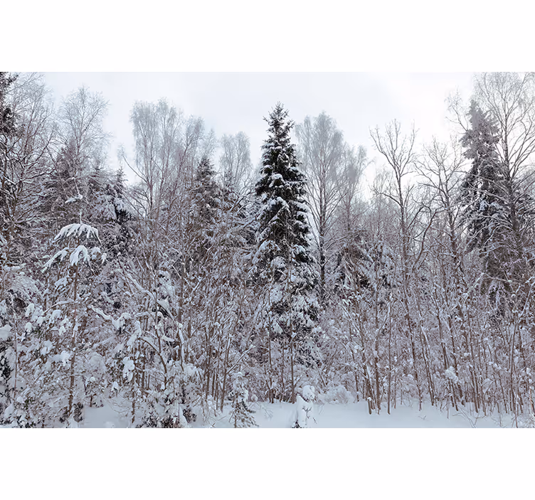 Wit rolgordijn witte bos in de winter - TenStickers