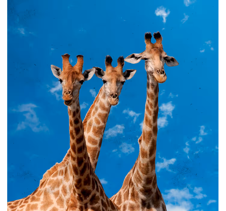 Rolgordijn kinderkamer giraffen en blauwe lucht - TenStickers