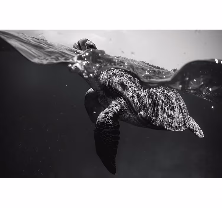 Zwart rolgordijn monochrome schildpad zwemmen - TenStickers