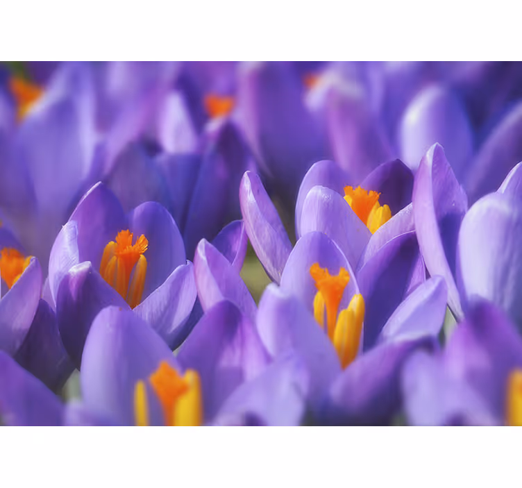 Rolgordijn woonkamer paarse en oranje krokus bloem - TenStickers