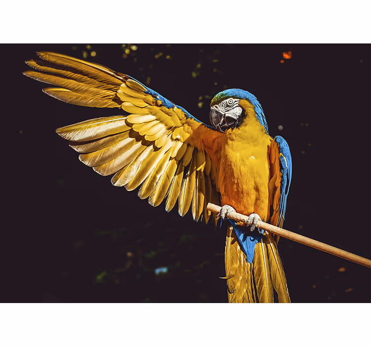 Raambekleding slaapkamer tropische vogels - TenStickers