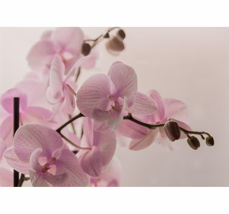 Raambekleding slaapkamer orchid ontwerp - TenStickers