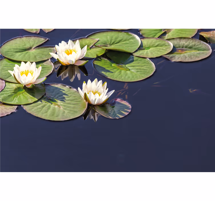 Raambekleding slaapkamer lotus realistisch in pond - TenStickers