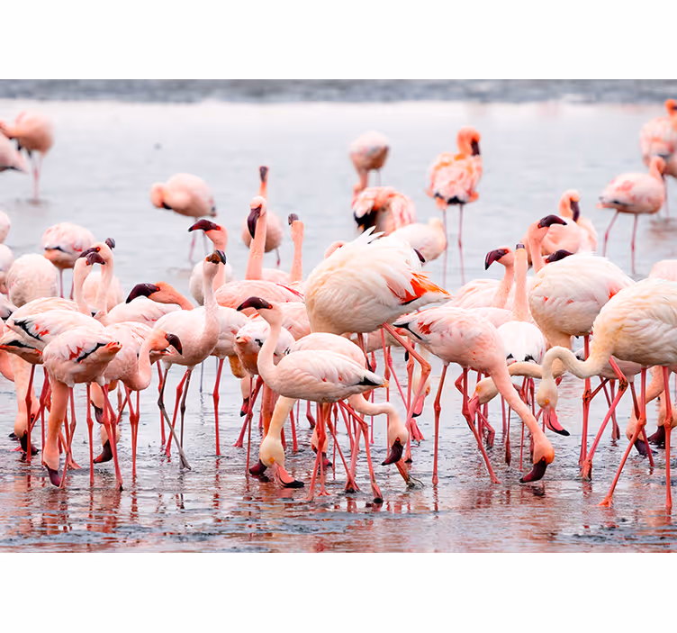 Rolgordijn woonkamer camargue regio met flamingo's - TenStickers