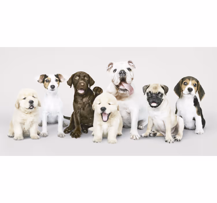 Rolgordijn dieren fotografie hond puppies - TenStickers