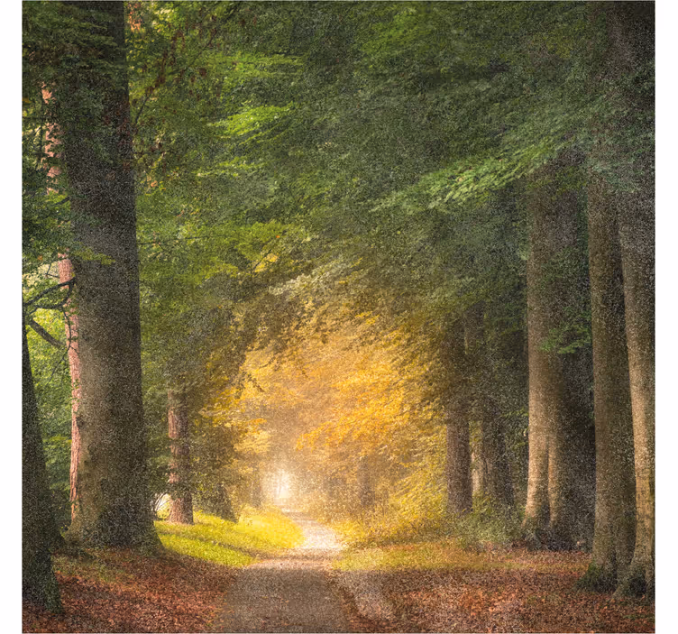 Rolgordijn kantoor een wandeling door het bos - TenStickers