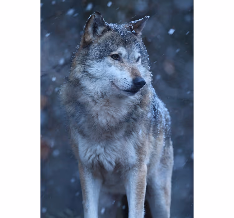 Rolgordijn tienerkamer wolf in de sneeuw - TenStickers
