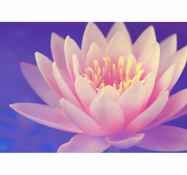 Zen rolgordijn roze lotusbloem - TenStickers