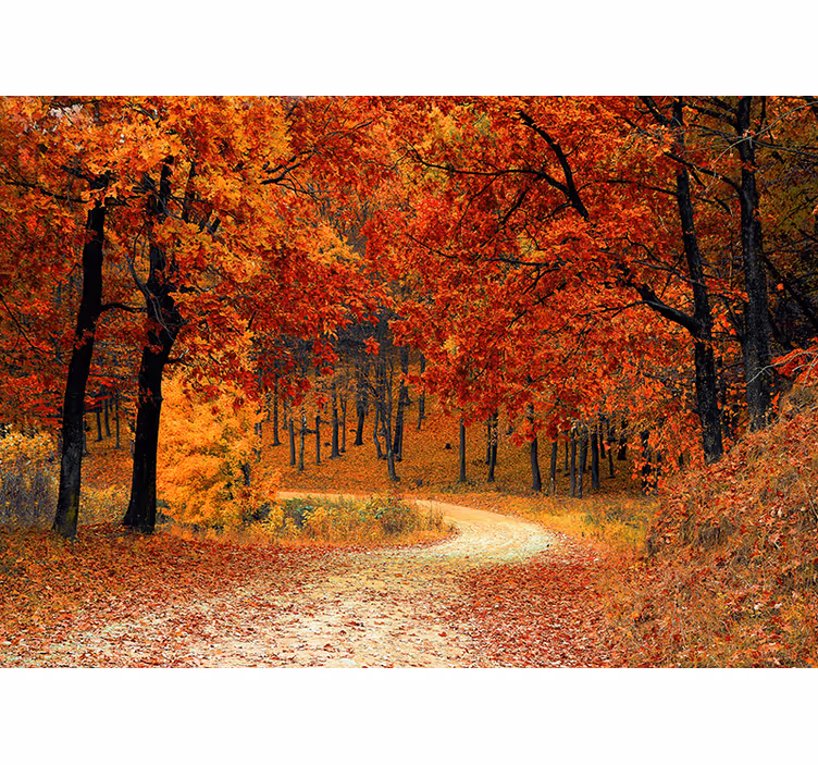 Rolgordijn oranje behang - herfstbomen - TenStickers