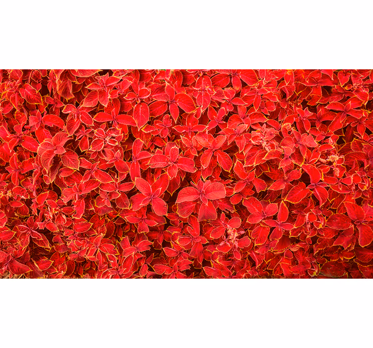 Rolgordijn rood met bloemenpatroon - TenStickers