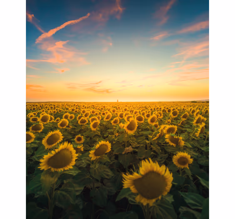 Zonnebloemveld zonsopgang rolgordijn bloemen en planten - TenStickers