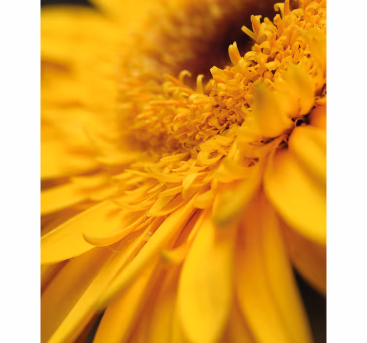 Gele close-up rolgordijn bloemen en planten - TenStickers