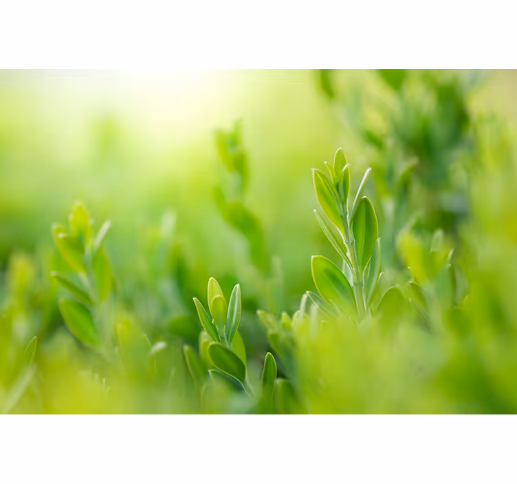 Weelderig groen beeld rolgordijn bloemen en planten - TenStickers