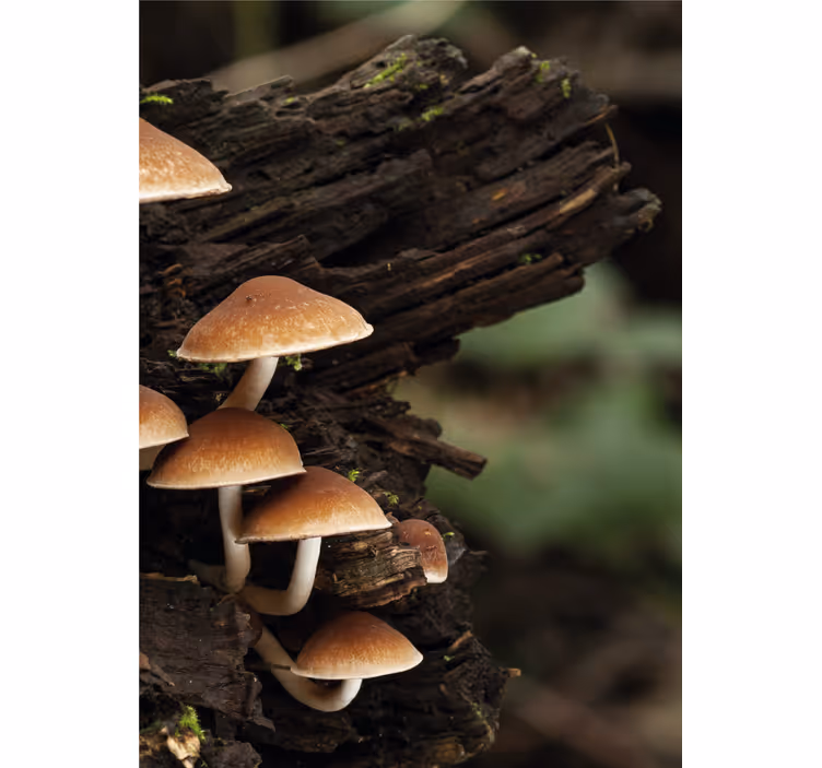 Paddenstoelen op hout rolgordijn bloemen en planten - TenStickers