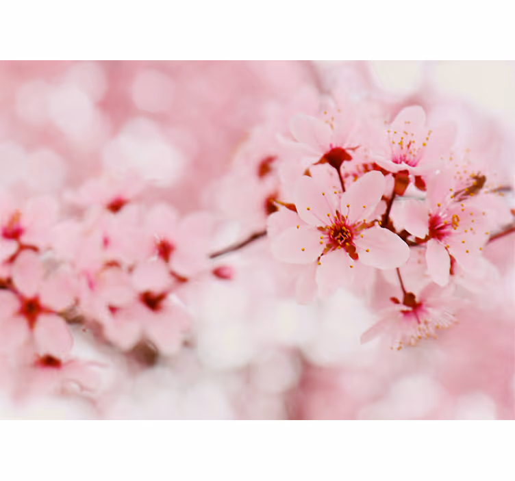 Kersenbloesem elegantie rolgordijn bloemen en planten - TenStickers