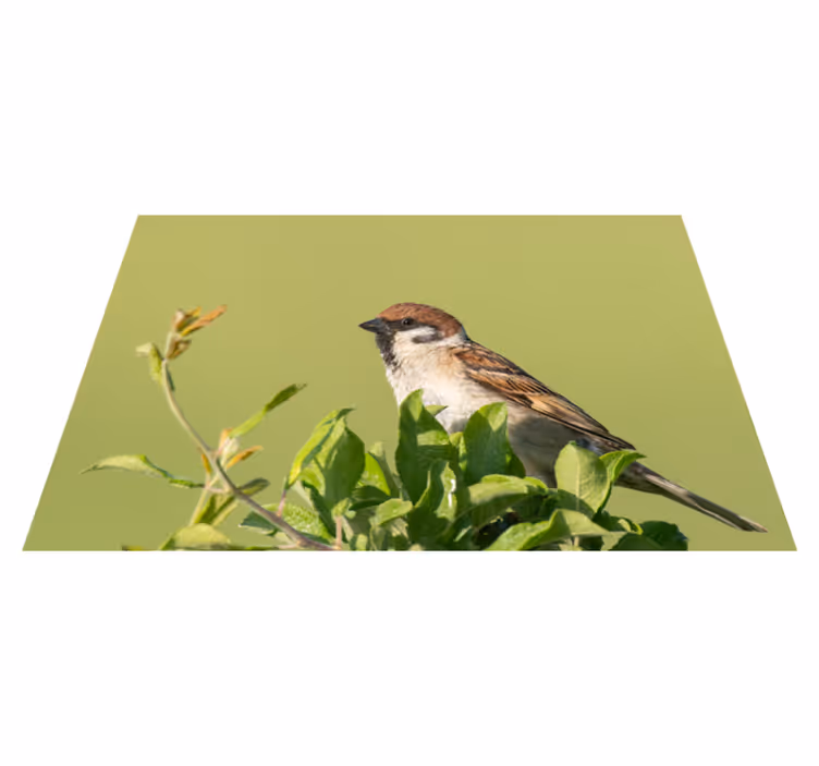 Moderne placemat vogel op groen - TenStickers