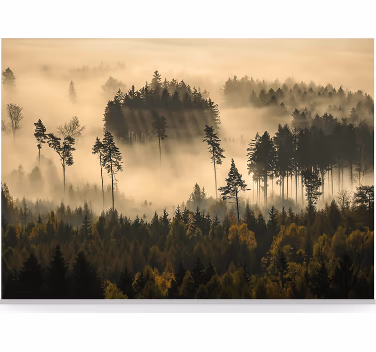 Behang bos etherische ochtendlucht - TenStickers