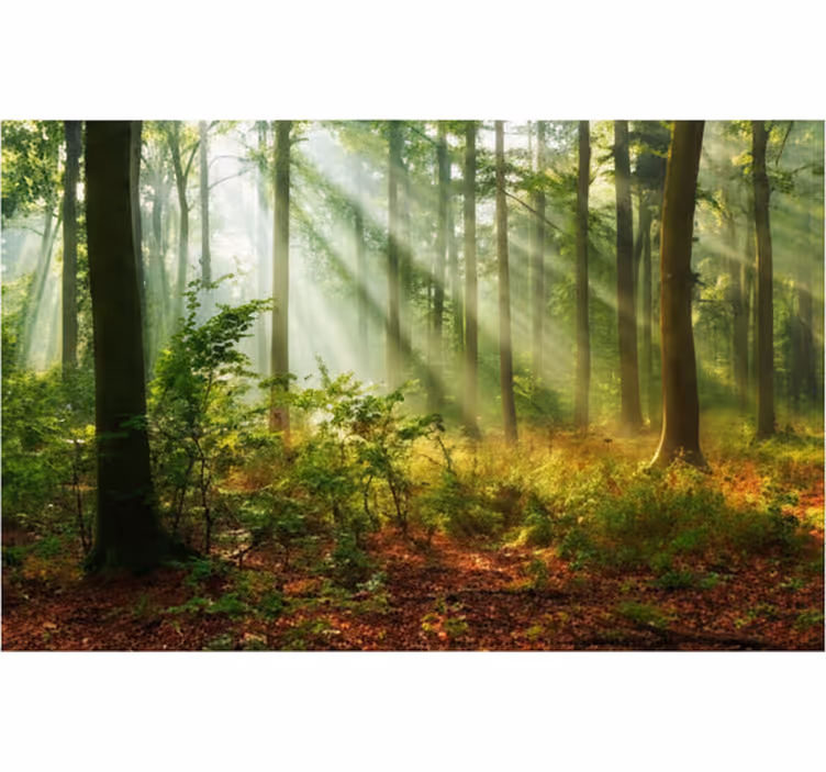 Behang bos natuurlijk licht in het bos - TenStickers