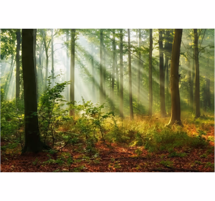 Behang bos zonnige ochtendboomgaard - TenStickers