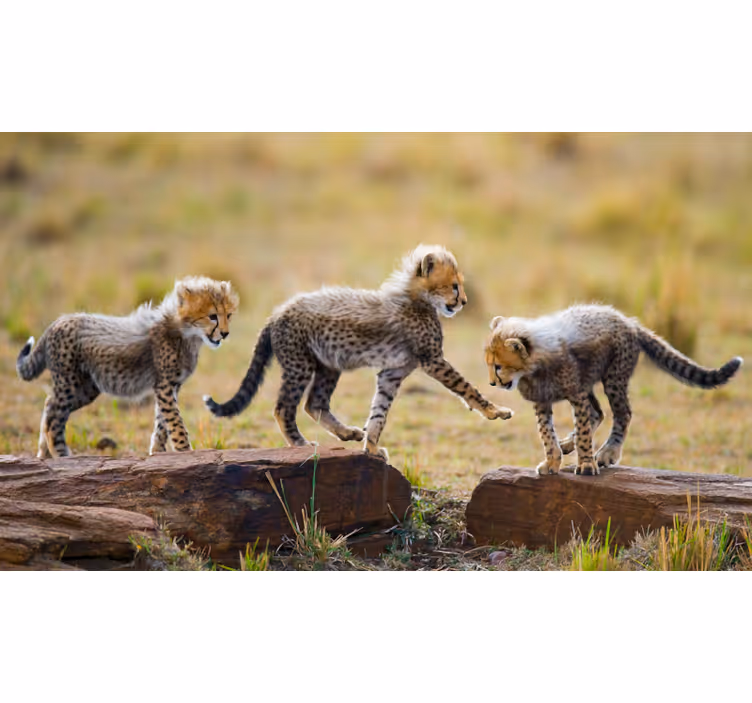 Foto behang afrikaans schattige cheeta welpen - TenStickers
