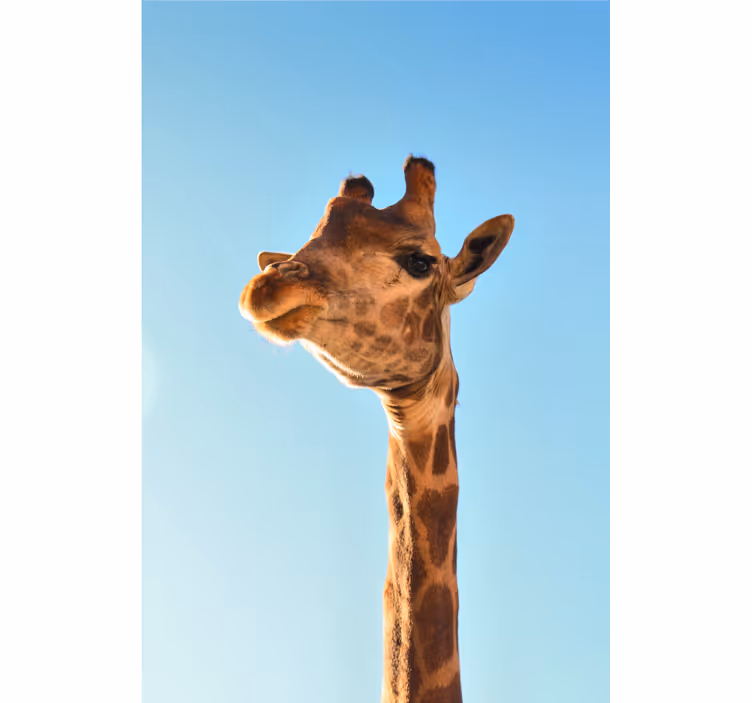 Foto behang afrikaans giraffe close-up - TenStickers